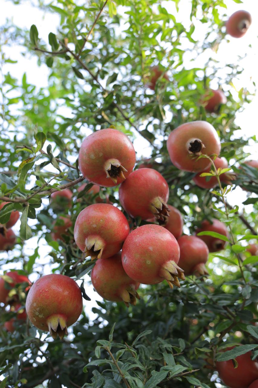 Pomegranate orchard at Parvatifarm